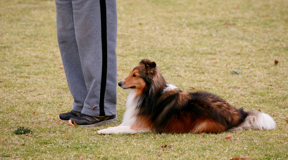 Perro junto a los pies