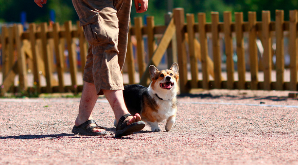 Perro junto a los pies