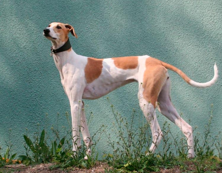 Perro de raza Galgo húngaro