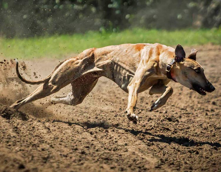Galgo húngaro corriendo
