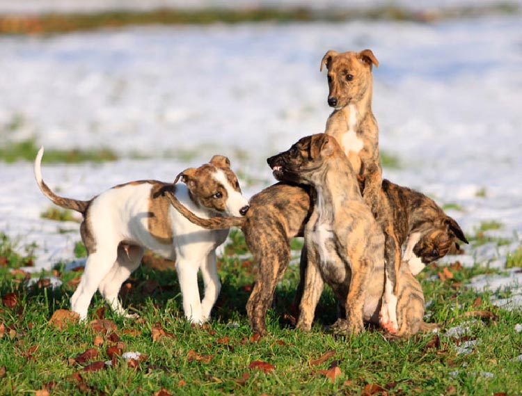 Cachorros de raza Galgo húngaro