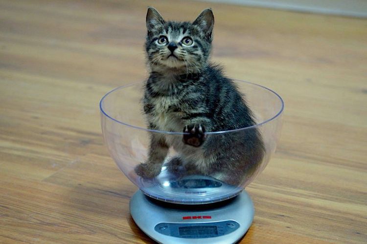Gatito en la báscula de cocina