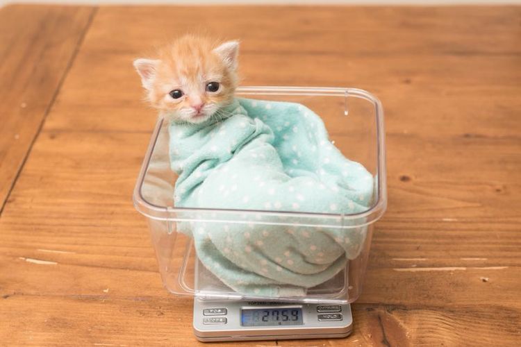 Pesaje de un gatito pequeño