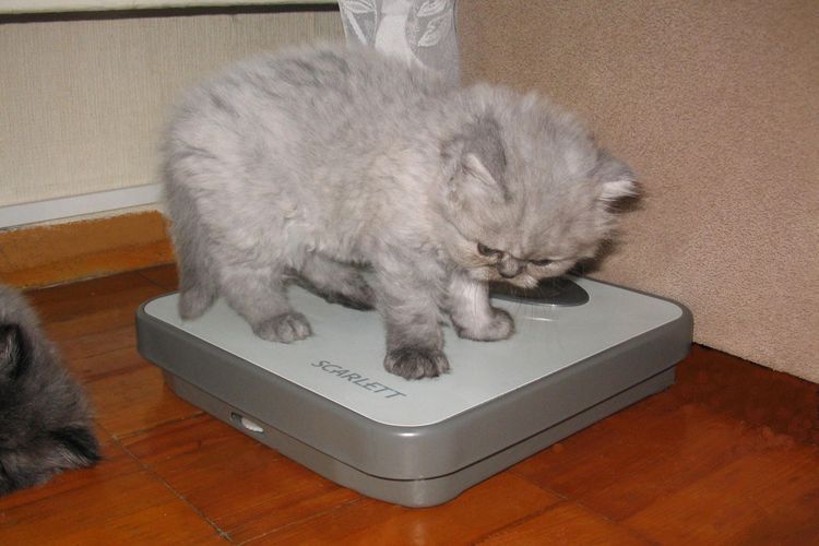 Gatito británico en la báscula