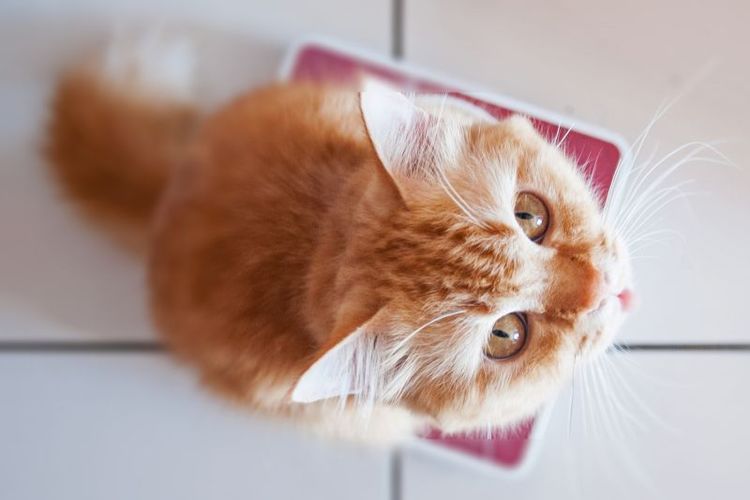 Un gatito rojo se está pesando
