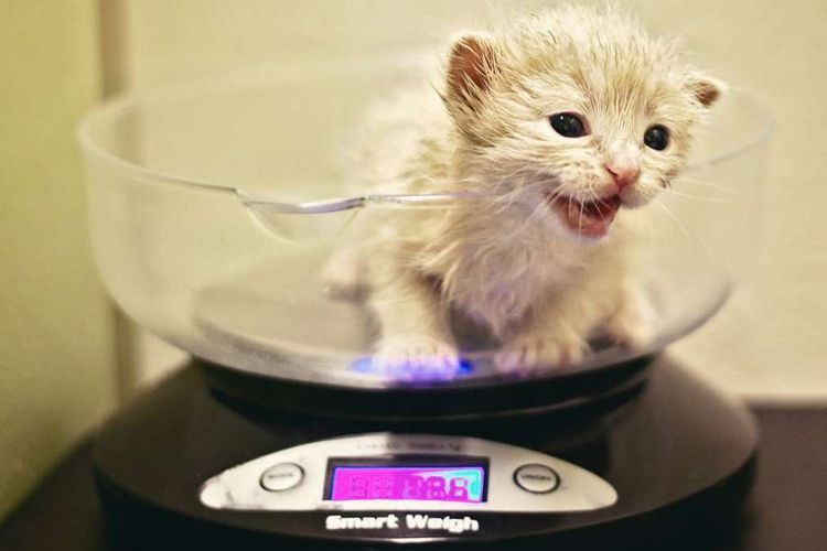 Gatito pequeño en la báscula
