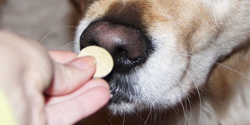 Comprimido para perro