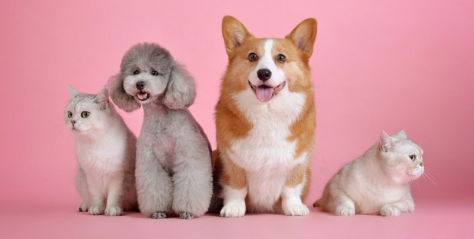 Vitaminas en la dieta de gatos y perros