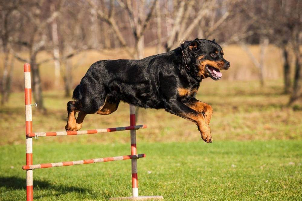 Perro sobre el obstáculo