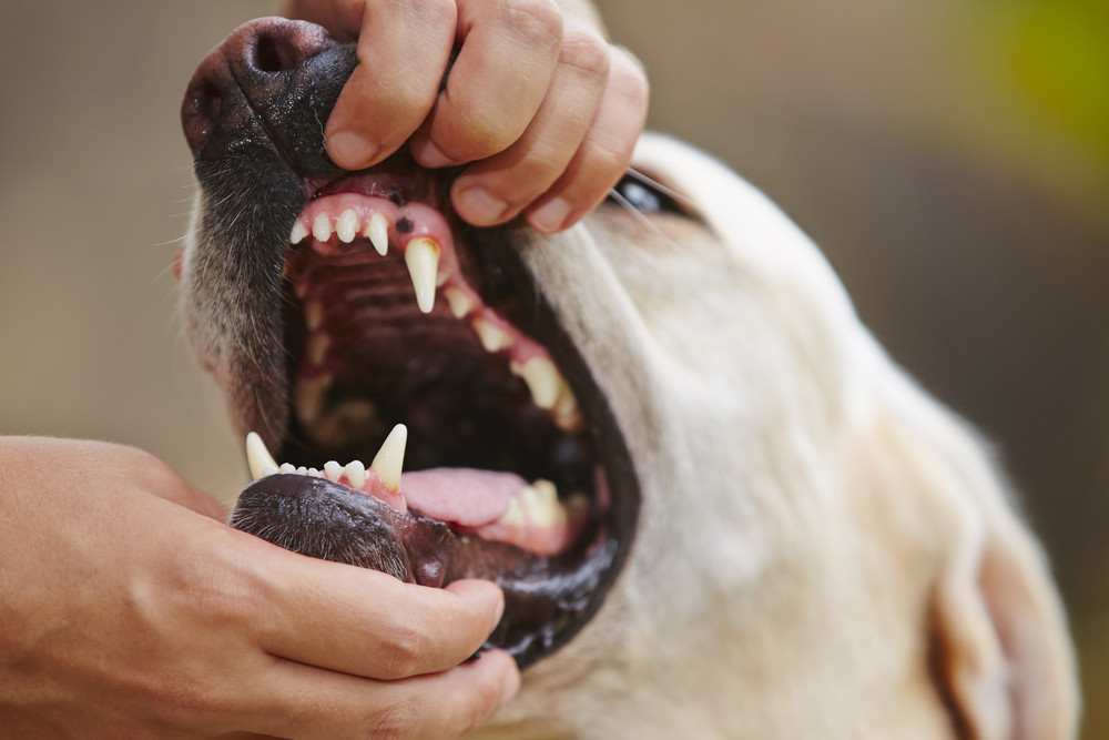 Dientes del perro