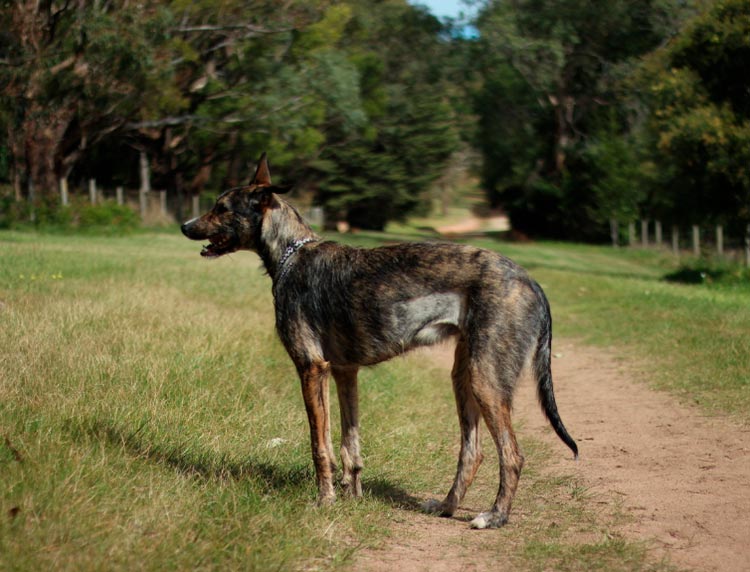 Staghound australiano