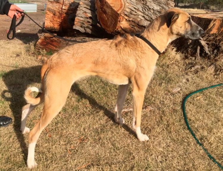 perro de raza Lebrel australiano