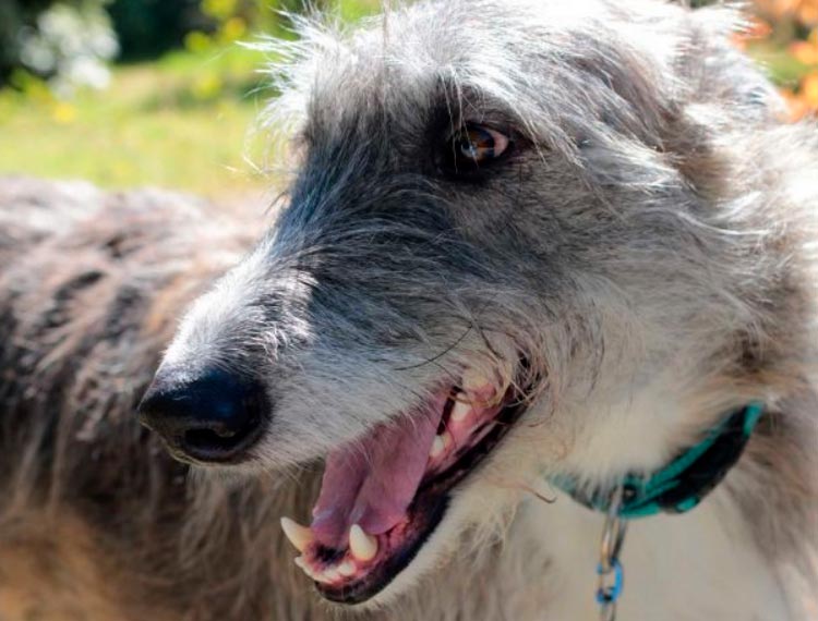raza de perro: Kangaroo Dog, Galgo Australiano