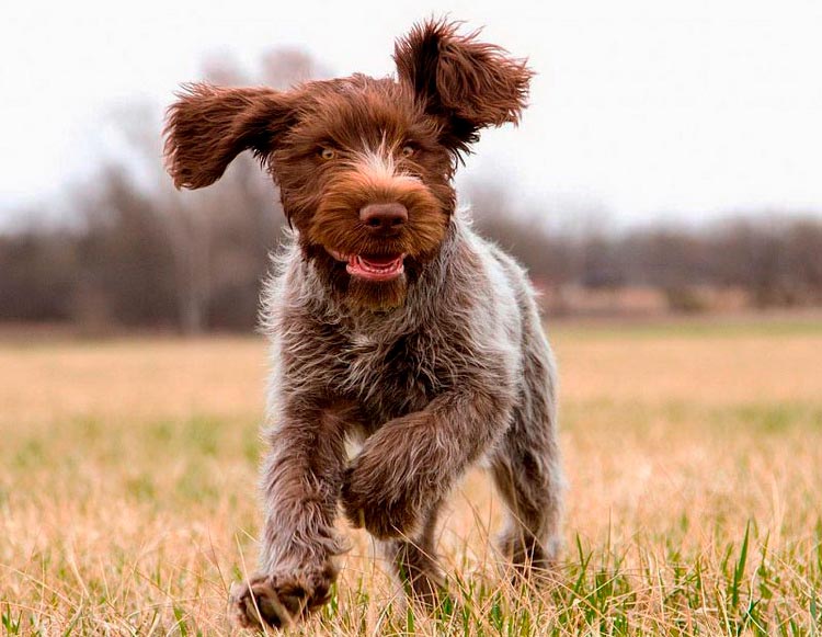 cachorro de grifón Korthals