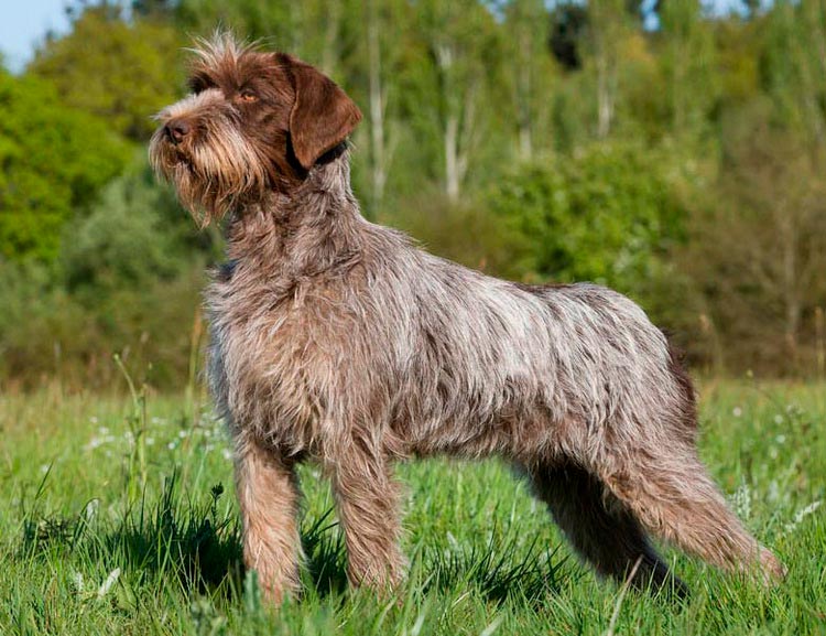 La raza Griffon Korthals