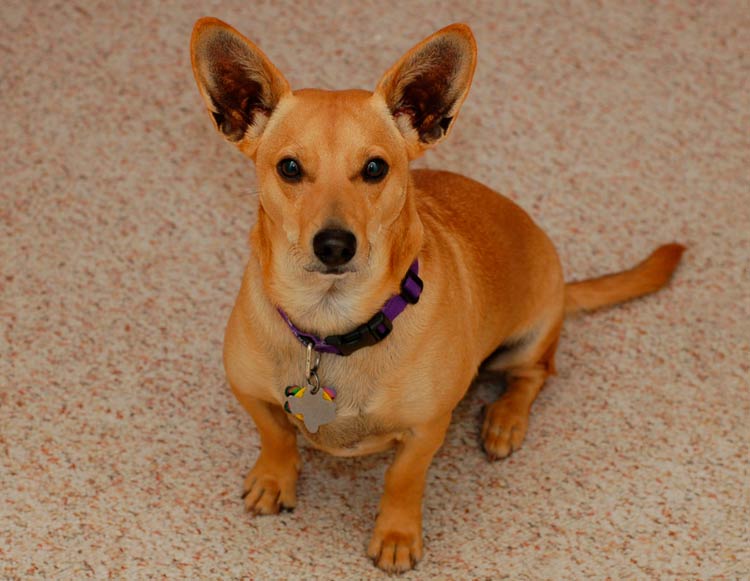 cruce de teckel y corgi