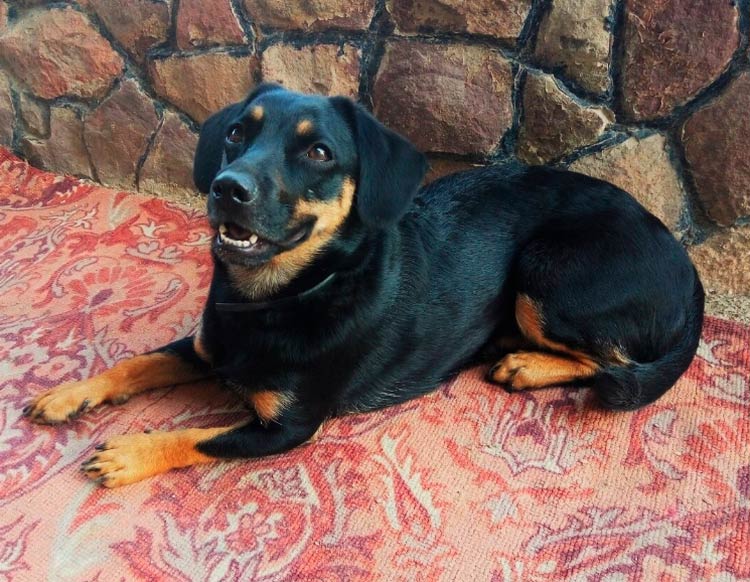 cruce de teckel y jagdterrier