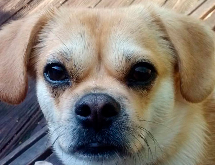 cruce de teckel y pekinés