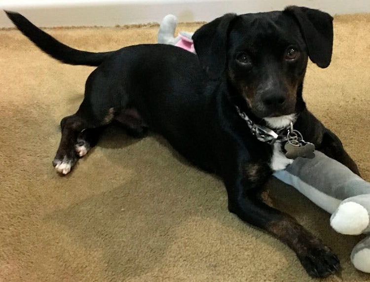 cruce de teckel y pinscher