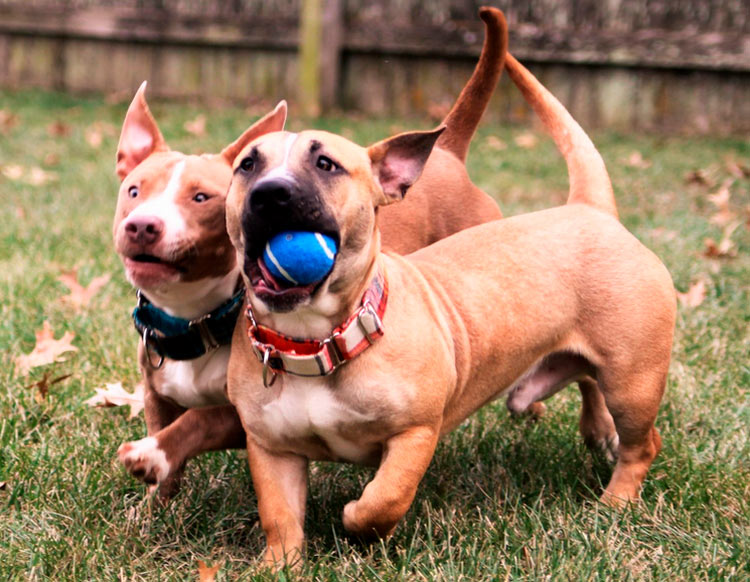 Cruce de teckel y pitbull
