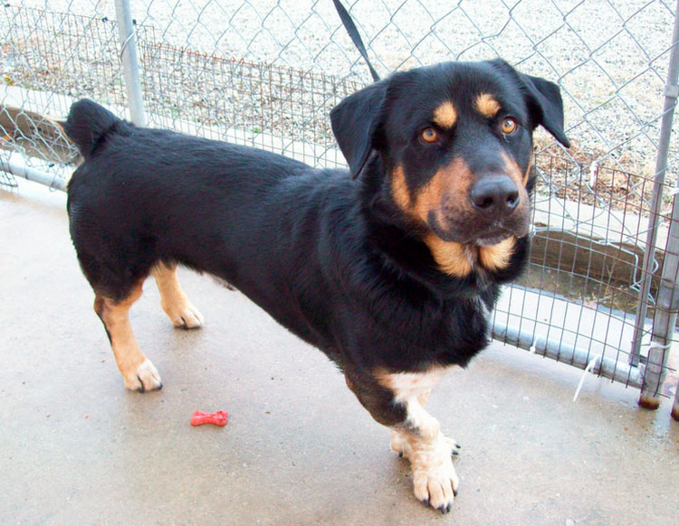 cruce de teckel y rottweiler