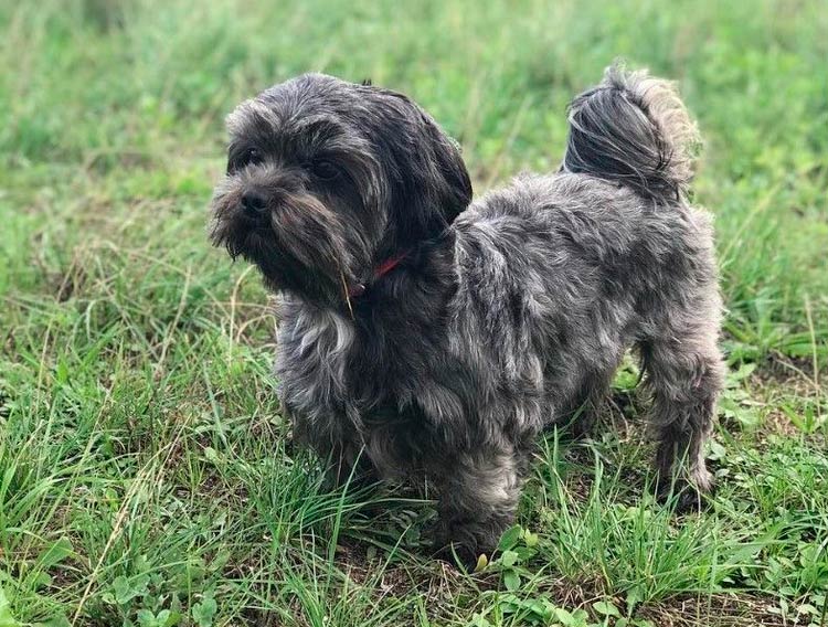 cruce de perro salchicha y shih tzu