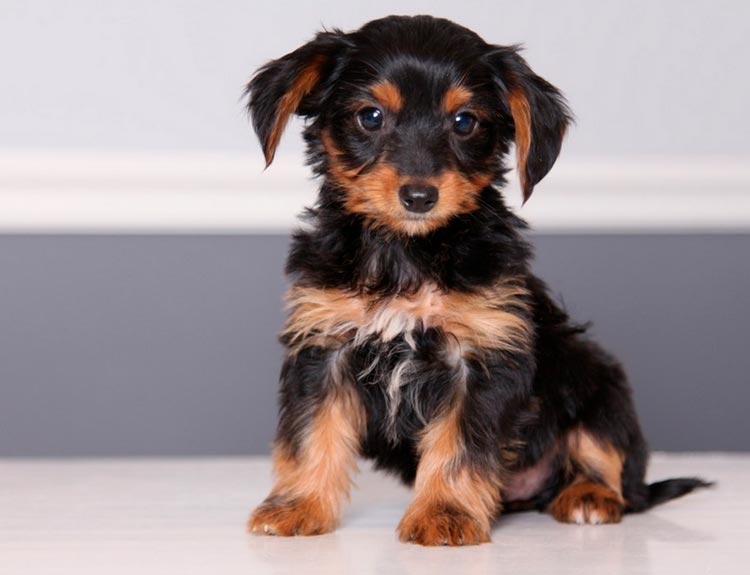 cruce de teckel y yorkshire terrier