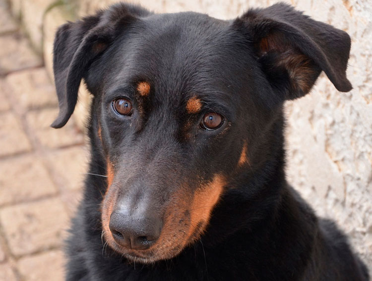 cruce de perro salchicha y dóberman