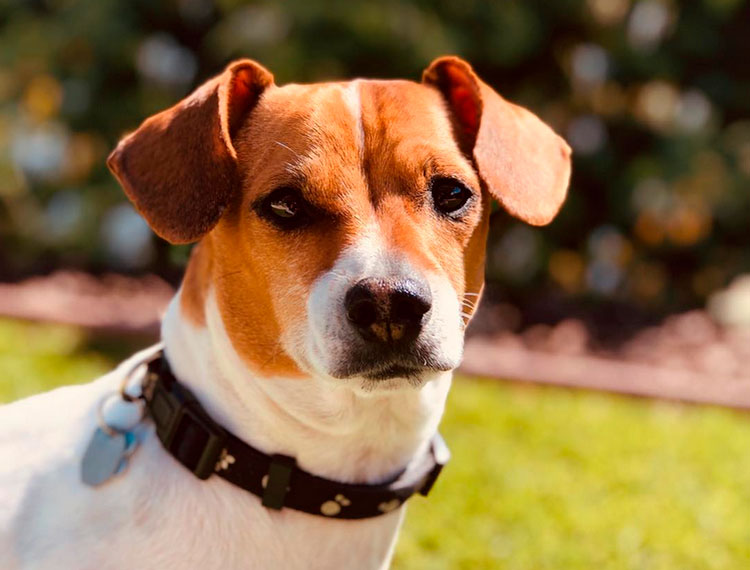 cruce de teckel y jack russell