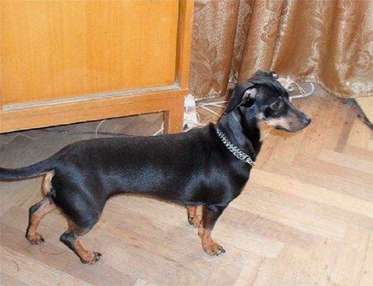 Cruce de teckel y toy terrier