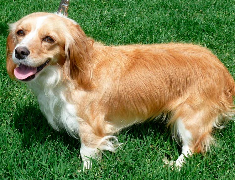 cruce de teckel y spaniel
