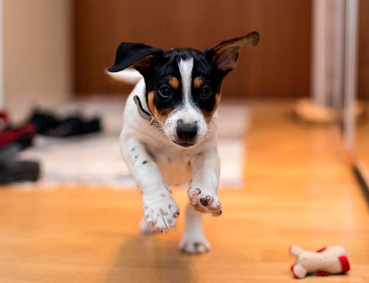 cachorro de Rat Terrier