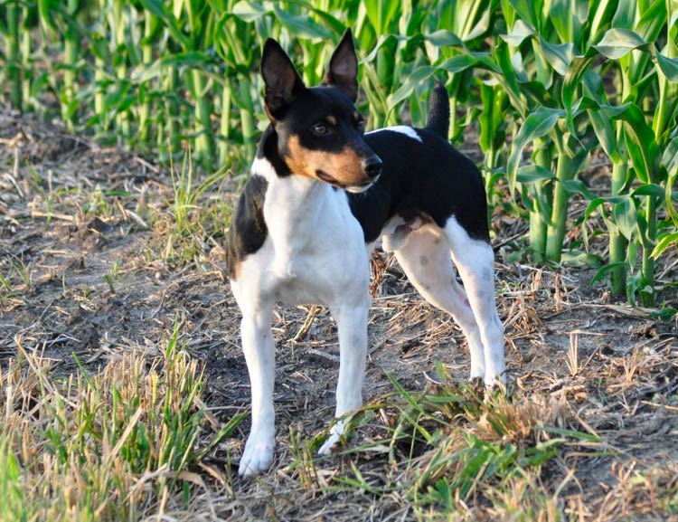 Rat Terrier en el campo