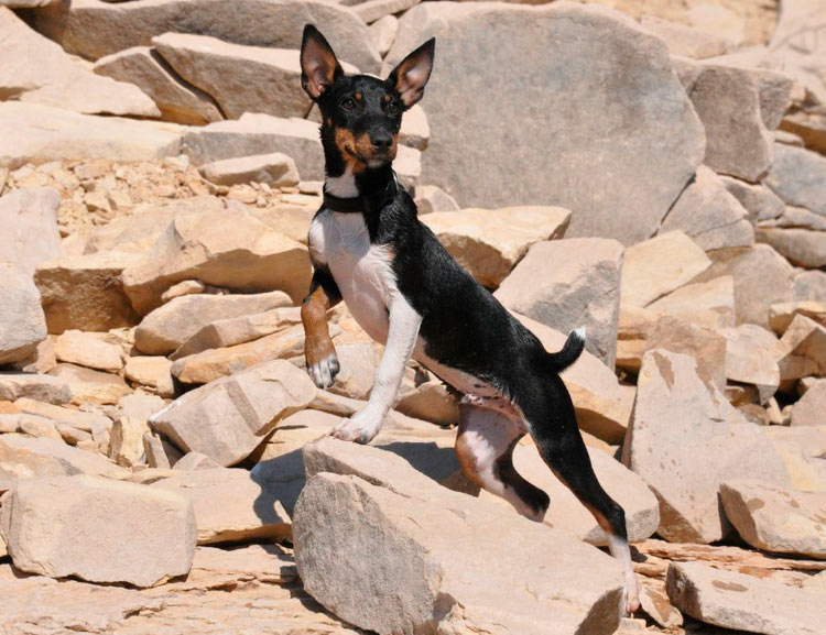 Rat terrier sobre una roca