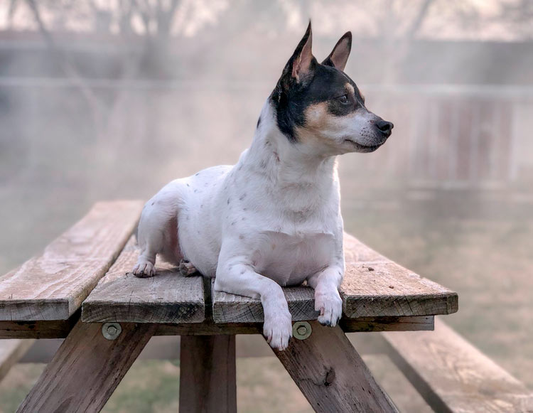 foto de Rat Terrier
