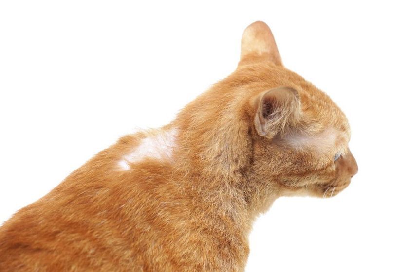Alopecia en un gato