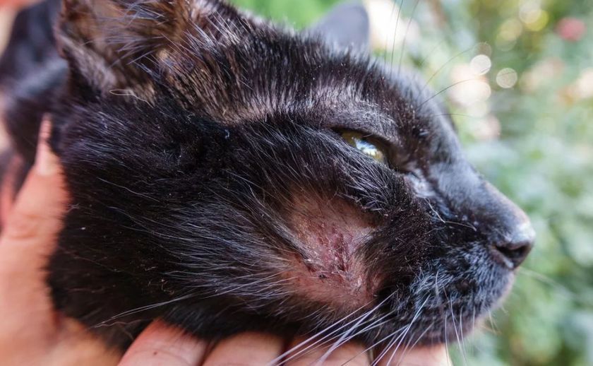 Pénfigo en el gato