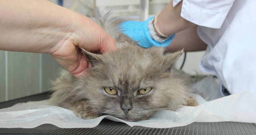 Diagnóstico en el veterinario