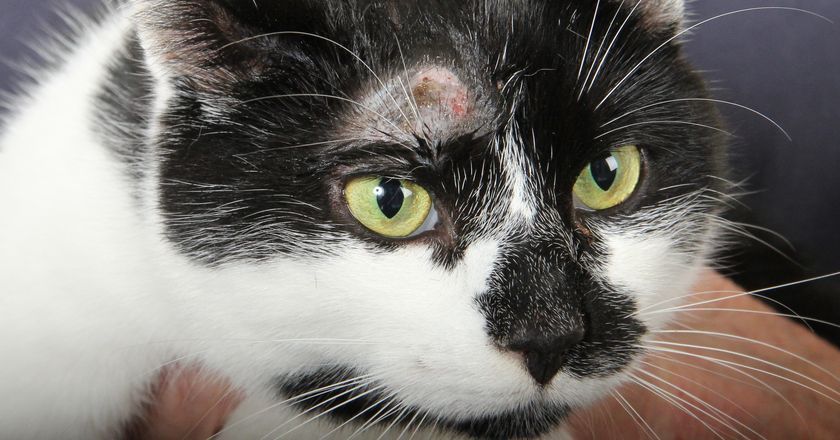 Dermatitis en el gato