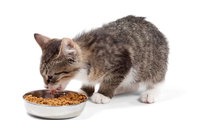 El gatito come el alimento
