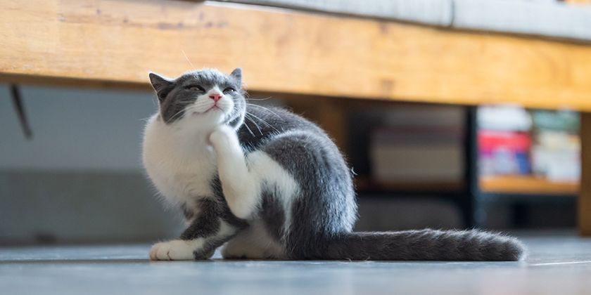 Dermatitis atópica en gatos