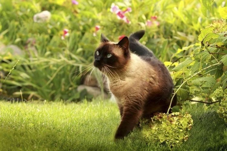 Gata en un paseo