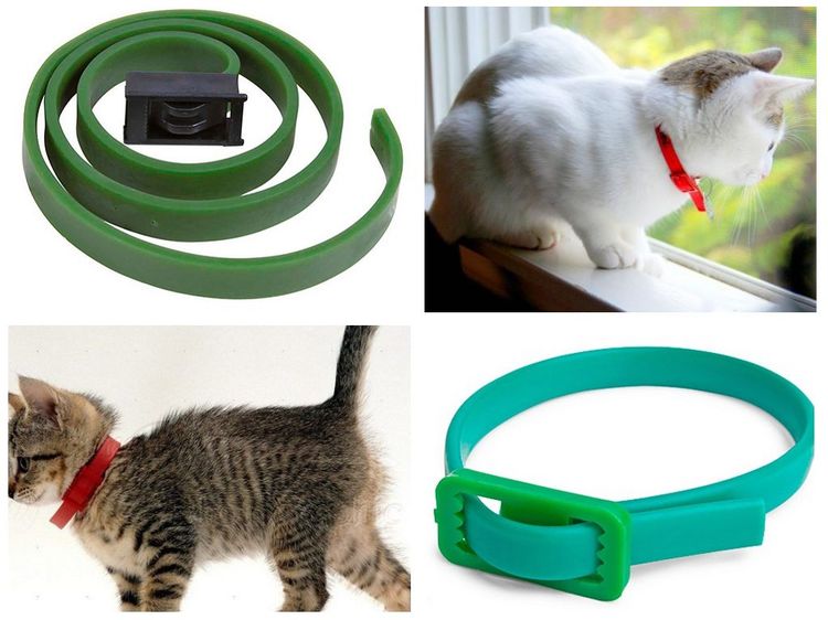 Gatitos con collares antipulgas Beafar