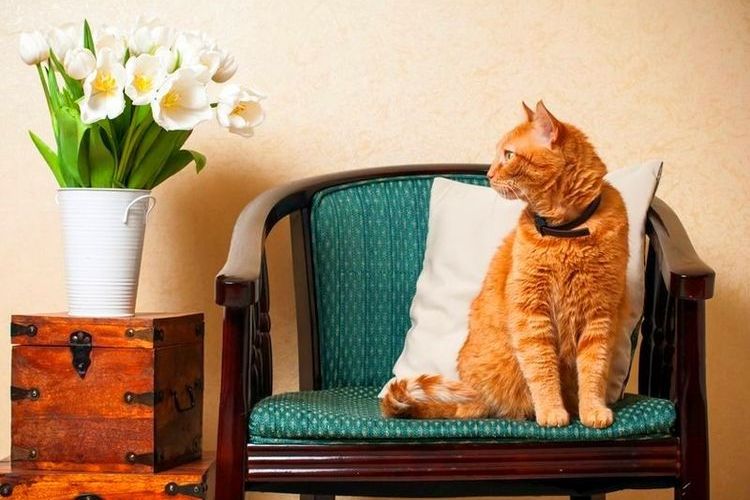 Gato rojo sentado en un sillón