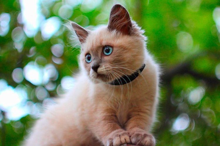 Un gatito lleva un collar Beaphar