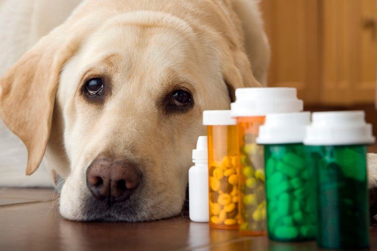 Hund und Medikamente