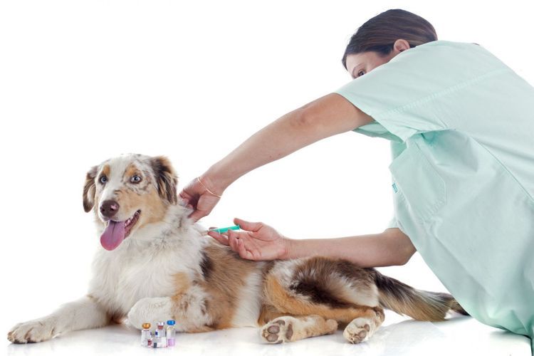 Injektion beim Hund