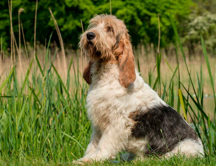 gran basset grifón vandeano