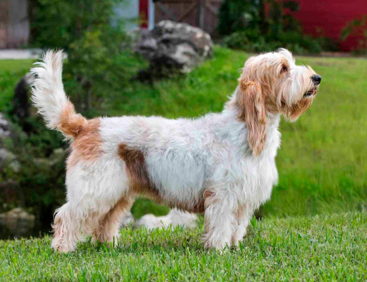 estándar del gran basset grifón vandeano