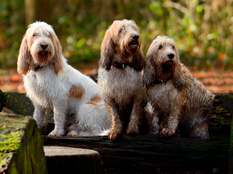 tres basset grifones vandeanos
